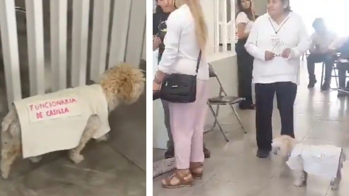VIDEO Daisy, la perrita que robó el corazón de los votantes como 'funcionaria de casilla'