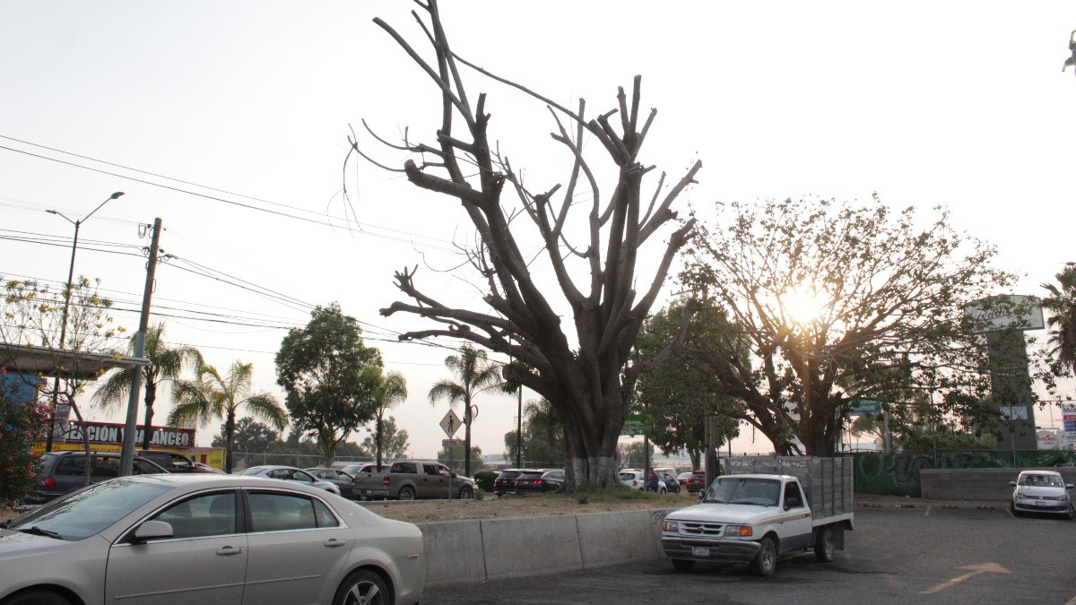 En León faltan más de 4 millones de árboles