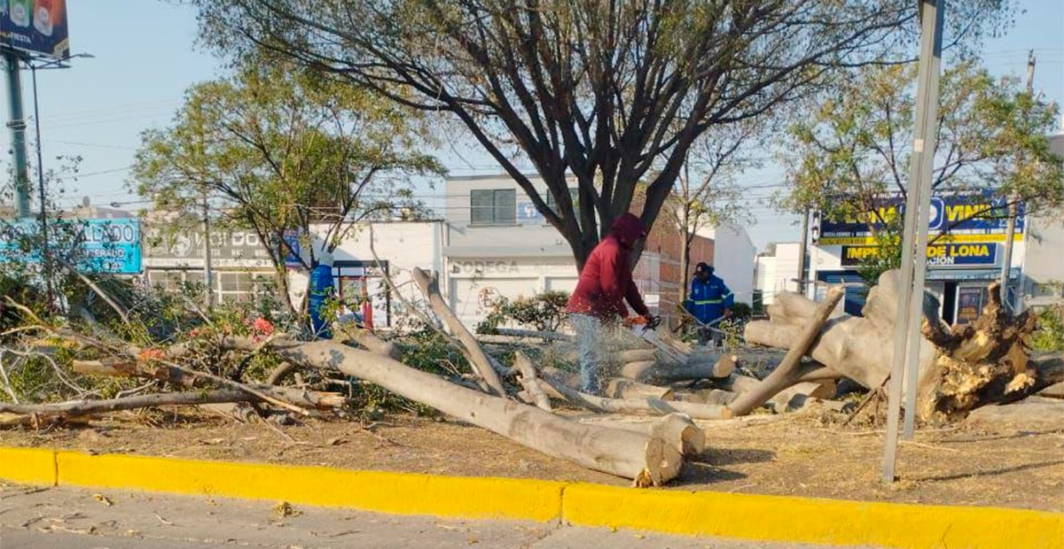 Retiran más de 25 árboles del bulevar Juan Alonso de Torres tras fuertes vientos