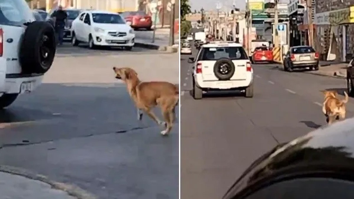 VIDEO Perrito corre ‘como loco’ atrás de camioneta, acusan a mujer de abandonarlo