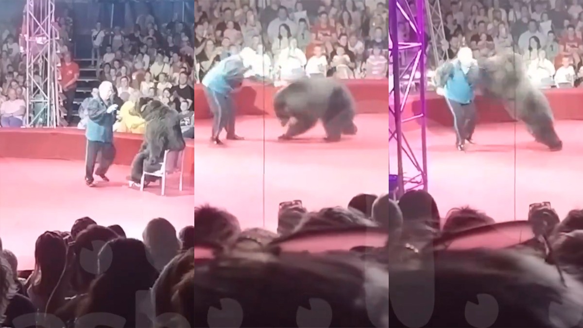 VIDEO Osa ataca a un presentador de circo frente a una función repleta de niños