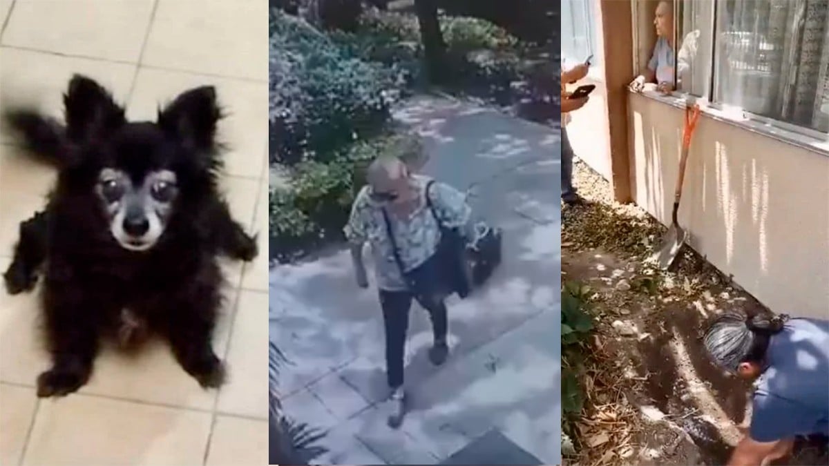 VIDEO Vecina secuestra a ‘Moni’ y la entierra en jardín; exigen justicia para la perrita
