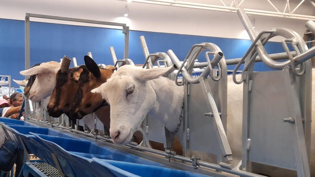 Sequía en León: ganaderos peregrinan por agua y agricultores retrasan siembra