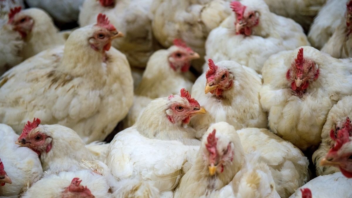 ¿Qué hará Guanajuato para protegerse de la gripe aviar?