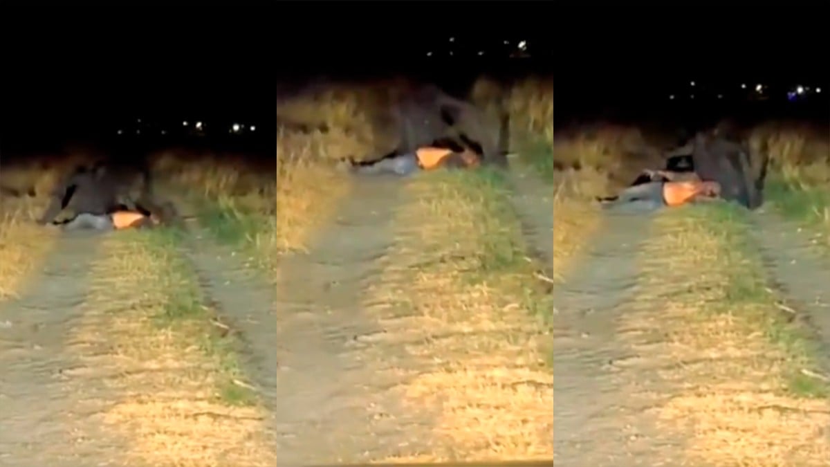 VIDEO Se viraliza video de extraña criatura ¿será real?