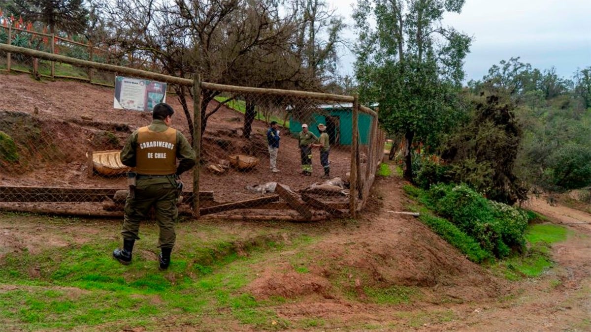 Jauría de perros callejeros ataca un zoológico, matan al menos a 23 animales