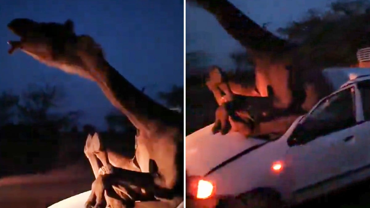 VIDEO Terrible accidente deja a camello incrustado en el parabrisas mientras gime de dolor
