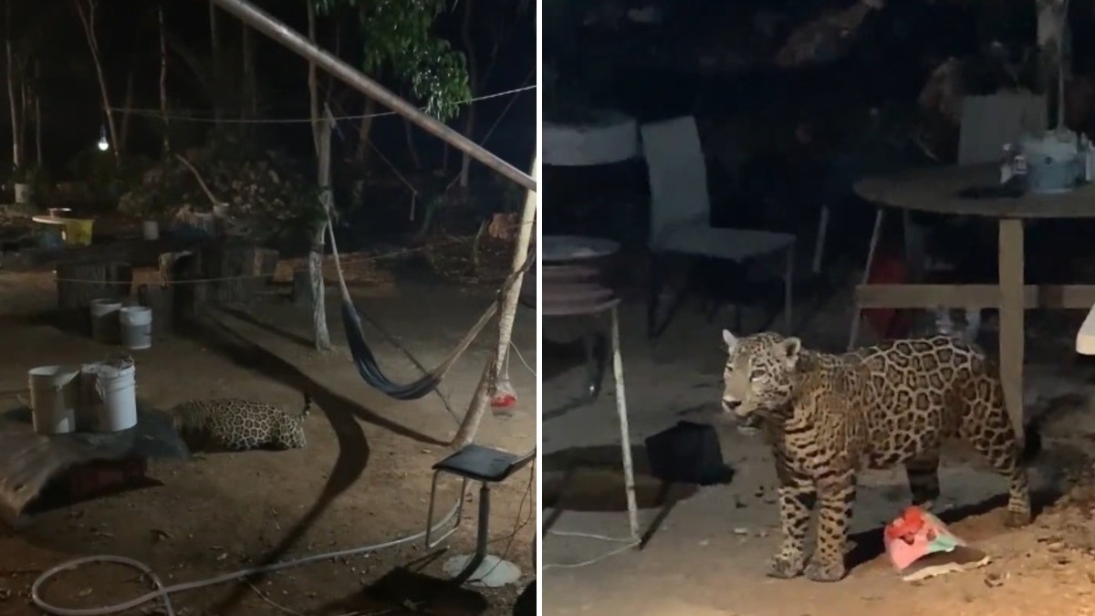 VIDEO ¡Qué miedo! Captan a un jaguar en el patio de una casa en Cancún