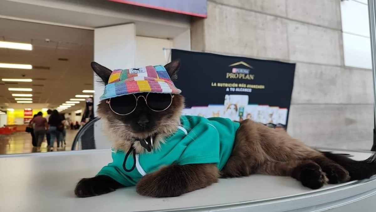 Con un llamado a la crianza responsable, fundación se prepara la segunda Expo Gatitos