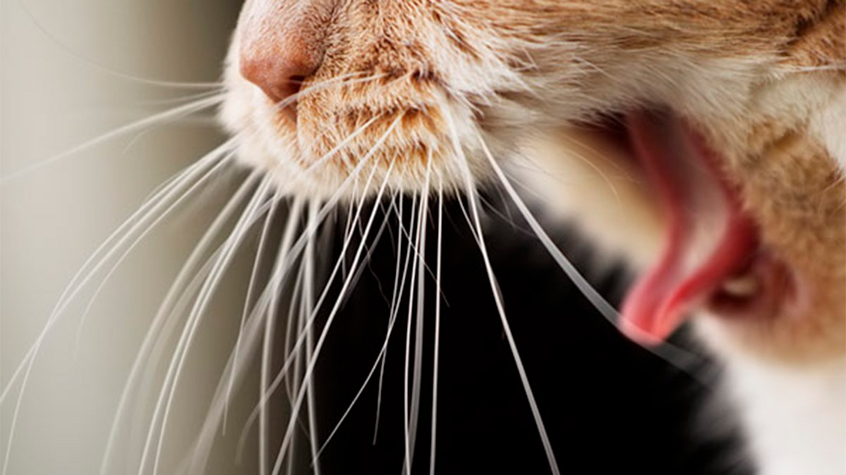 Mujer vio que su gatito estornudaba sangre y descubren que esta fue la razón