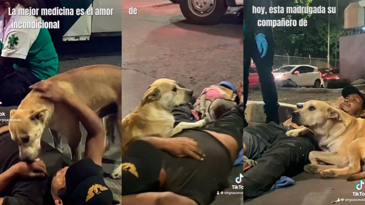 VIDEO Captan a perrito que se niega a abandonar a su dueño atropellado