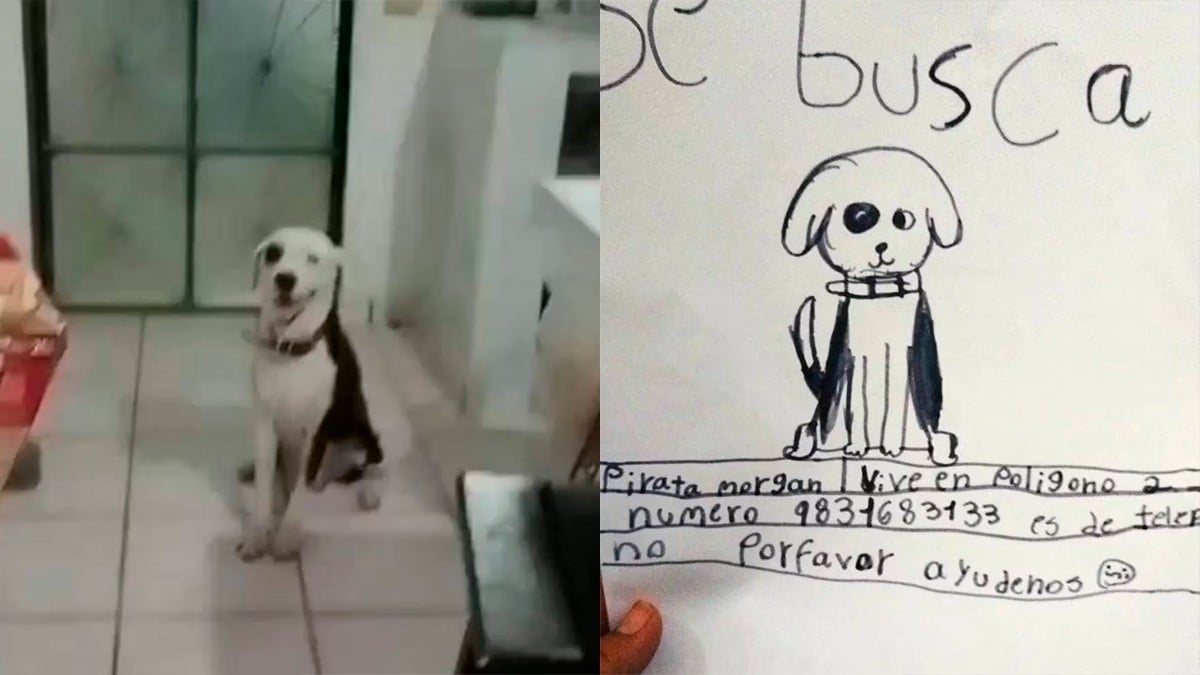 Abuelita encuentra a su perrito gracias a un dibujo realizado por su nieta