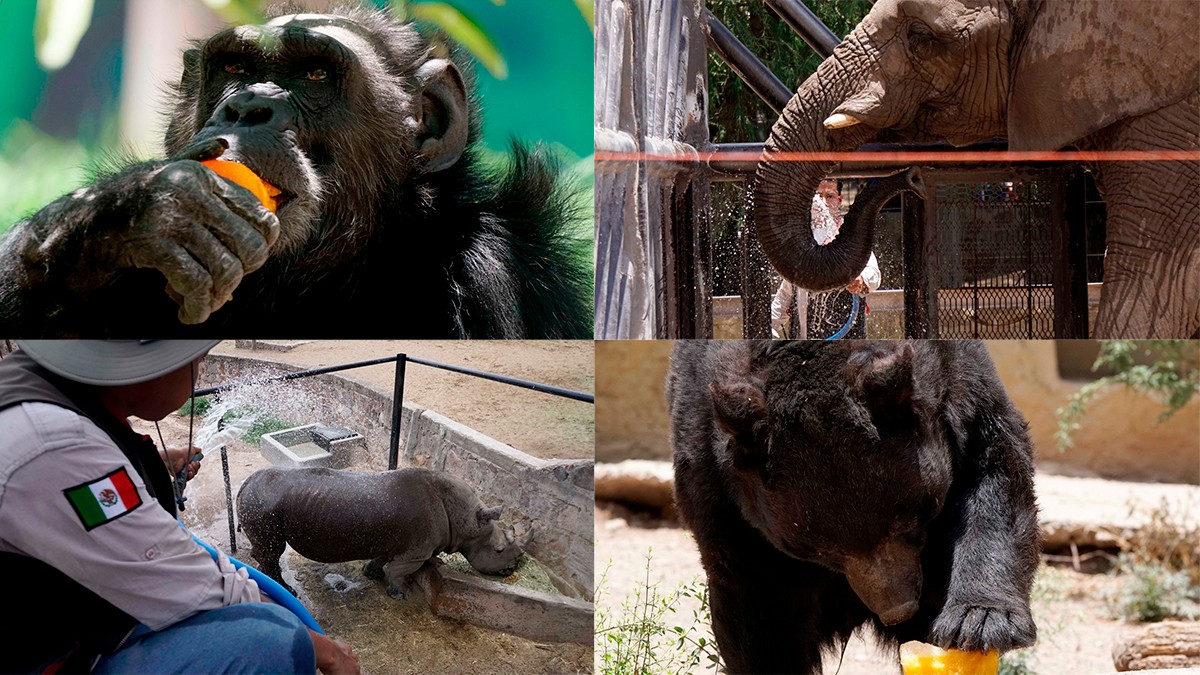 Consienten a ejemplares del Zooleón con paletas de hielo