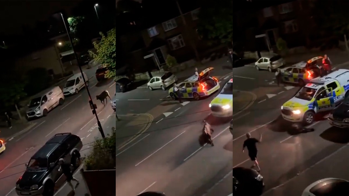 VIDEO Captan a policía atropellando a una vaca para capturarla, fue suspendido