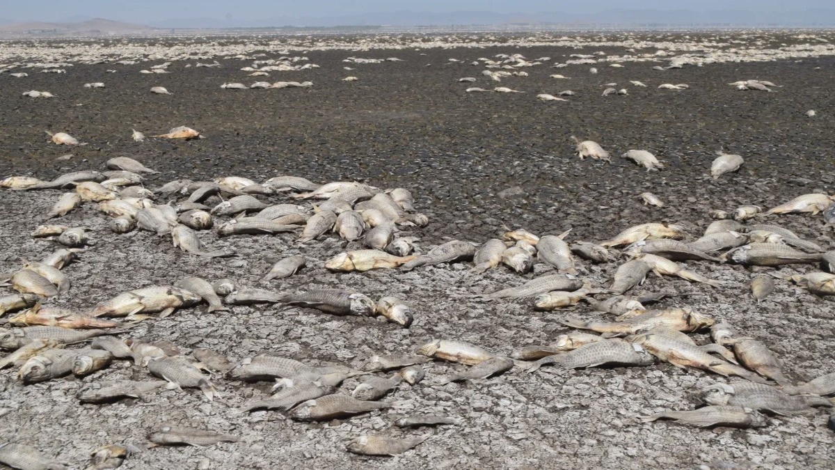 Alarma la muerte de miles de peces por la sequía en esta zona del país