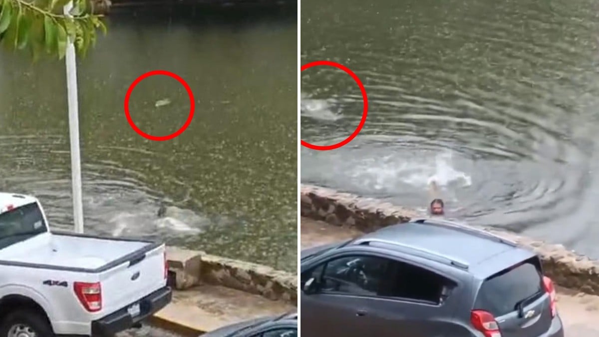 VIDEO Graban a indigente nadando en laguna mientras un cocodrilo lo persigue y esto pasó