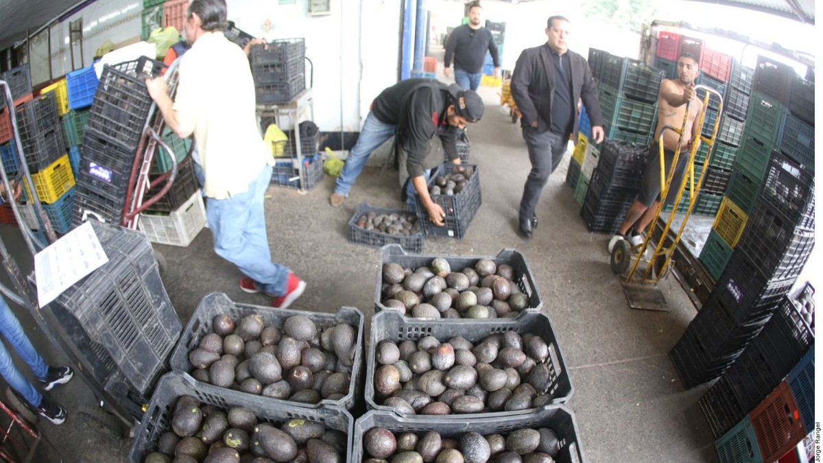 Tras ataques a agentes, EU frena aguacate mexicano