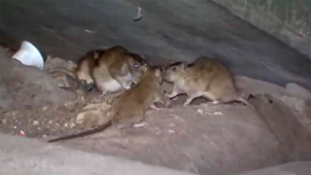 Mujer ebria se queda dormida a la intemperie y las ratas le devoraron las piernas