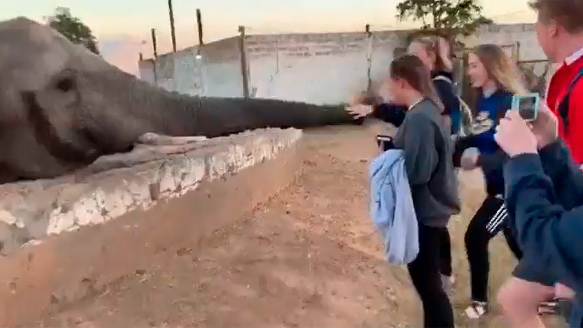 VIDEO Turista intentaba tomarle una foto a elefante, pero le pasó esto