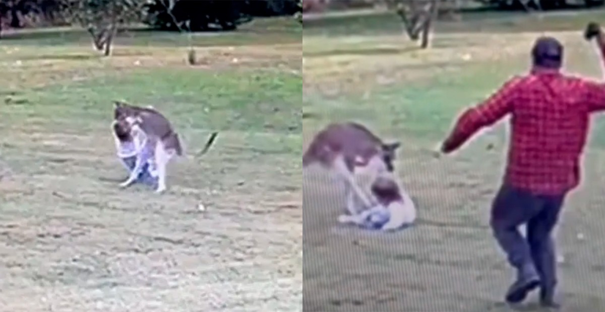 VIDEO Niña sufre ataque brutal de un animal y su papá la salva de esta forma