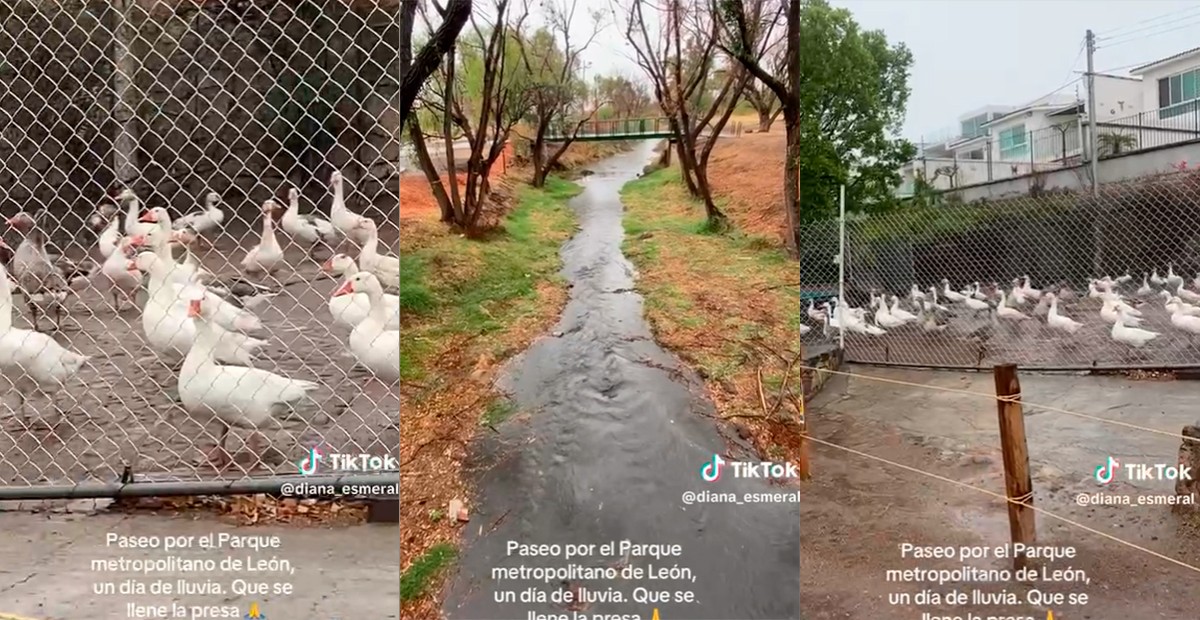 VIDEO Patitos del Metropolitano ven fijamente hacia la presa en la primera lluvia en León
