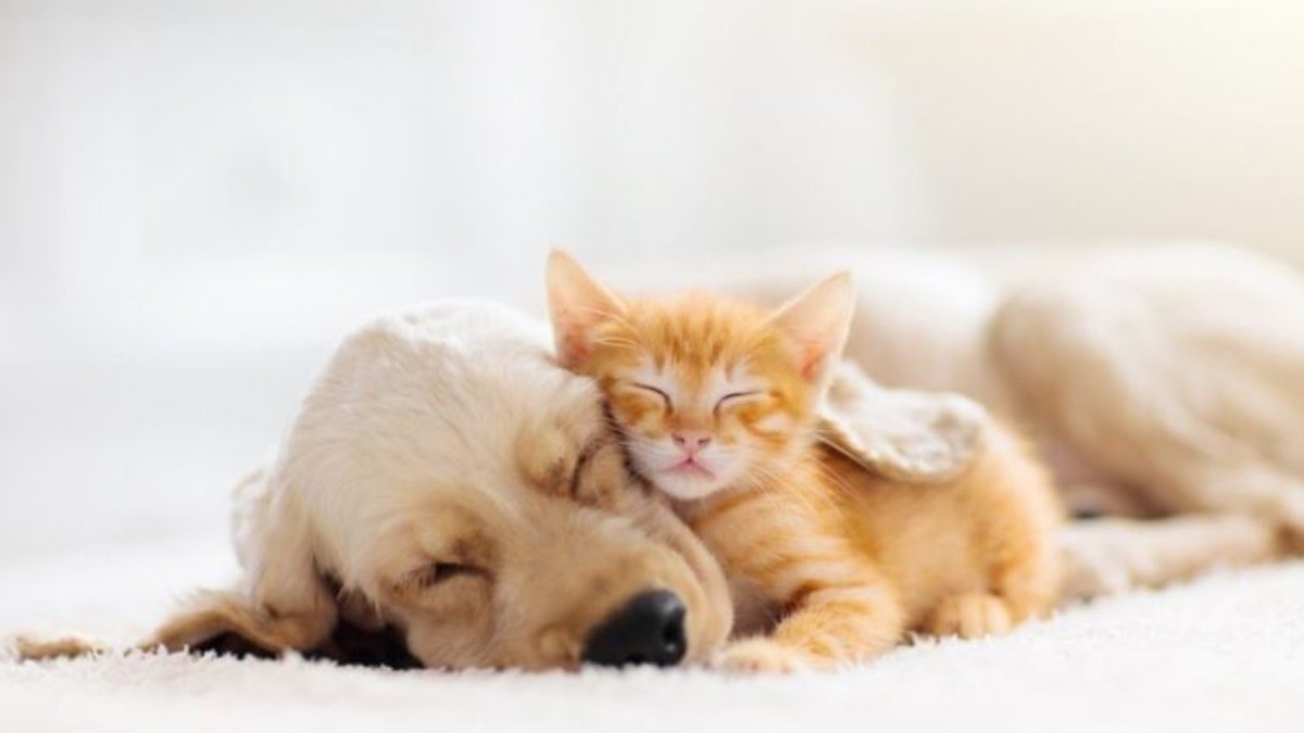 Cuida a tus perros y gatos de la gripe aviar, ¡sí se pueden contagiar!