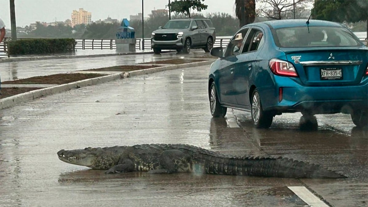 VIDEO Cocodrilo sale del dren pluvial y se pasea en pleno bulevar