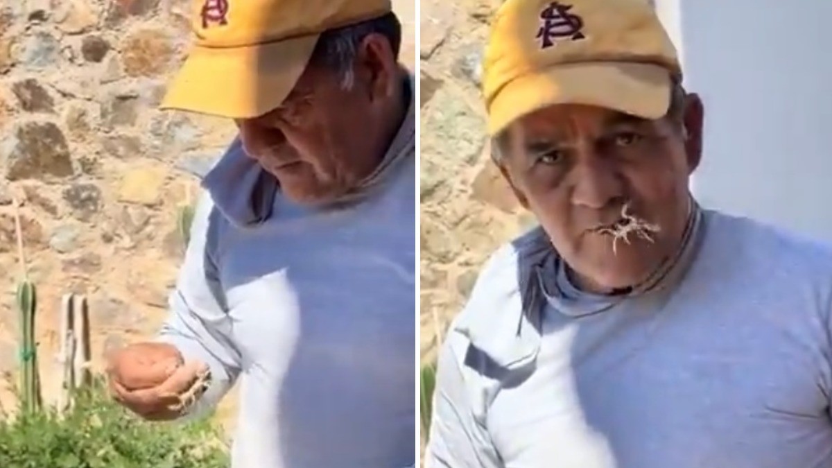 VIDEO Hombre persigue alacrán, lo agarra y se lo come vivo