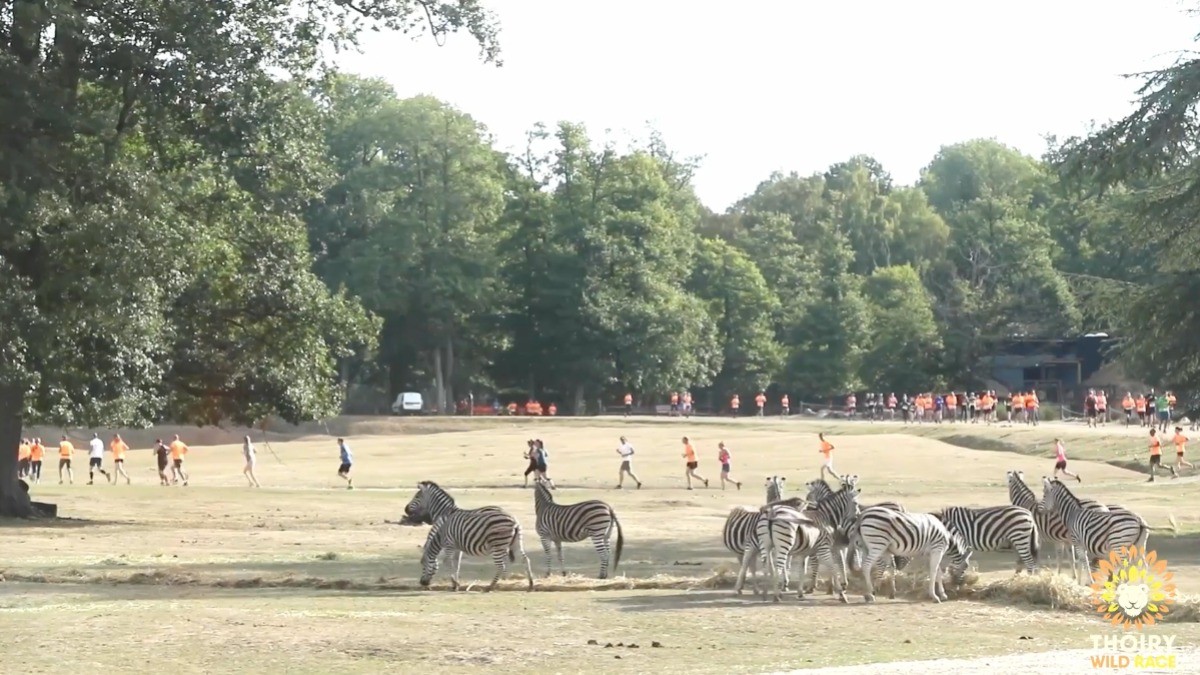 Mujer hacía ejercicio en el zoológico y de repente la atacó una manada de lobos