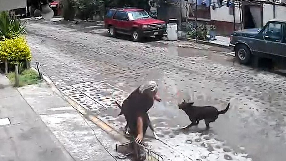 VIDEO Jauría ataca a abuelita y una vecina tuvo que asustar a los perros con una escoba