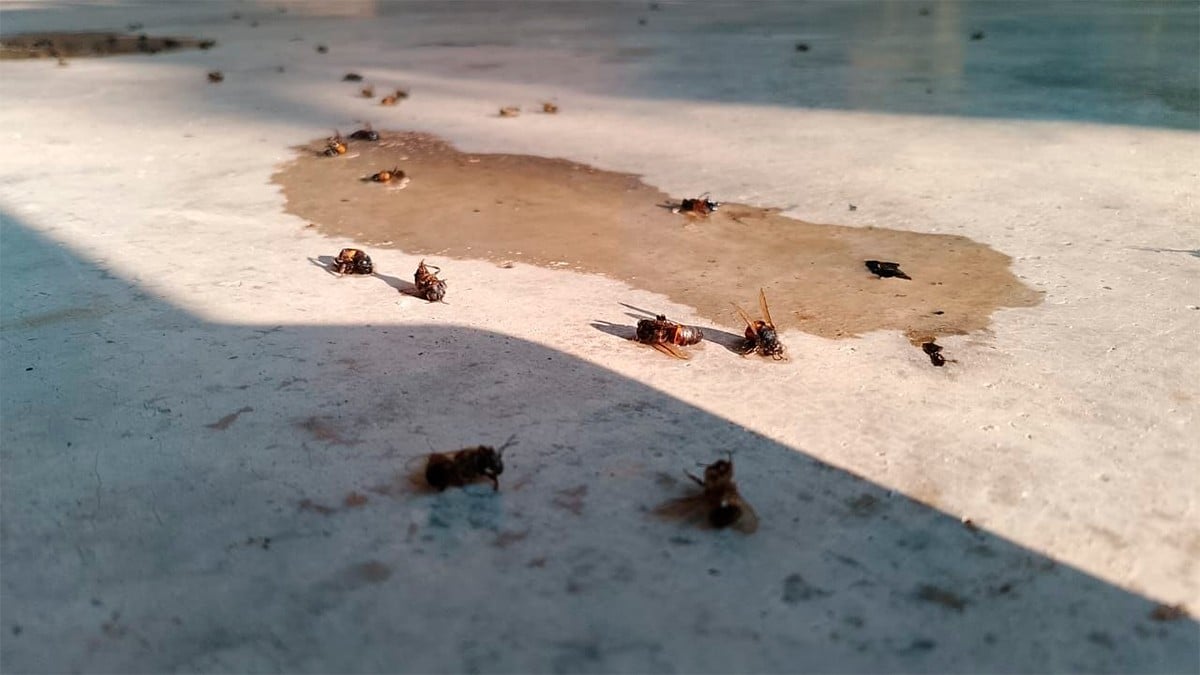 Abejas africanas atacan a una familia y matan a 20 animales