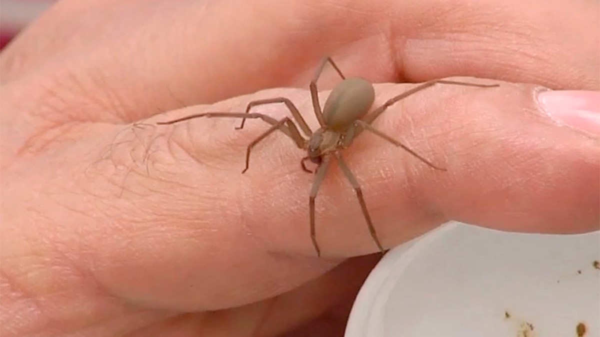 Un menor de edad ‘murió’ clínicamente cuatro veces tras ser picado por una araña violinista