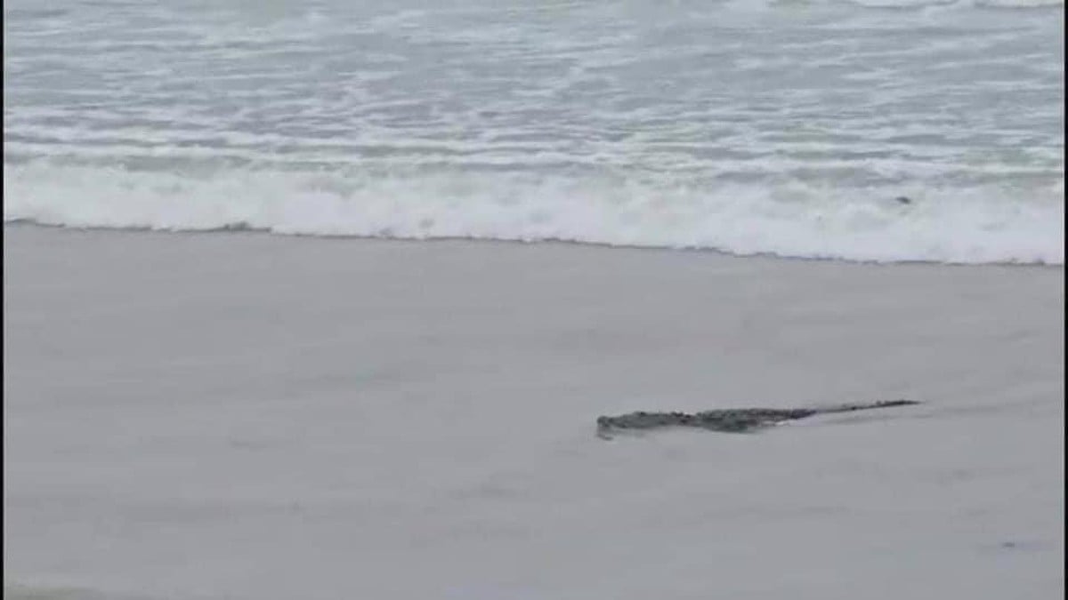 ¡Atemorizan cocodrilos! Invaden playa mexicana y zonas turísticas tras inundaciones