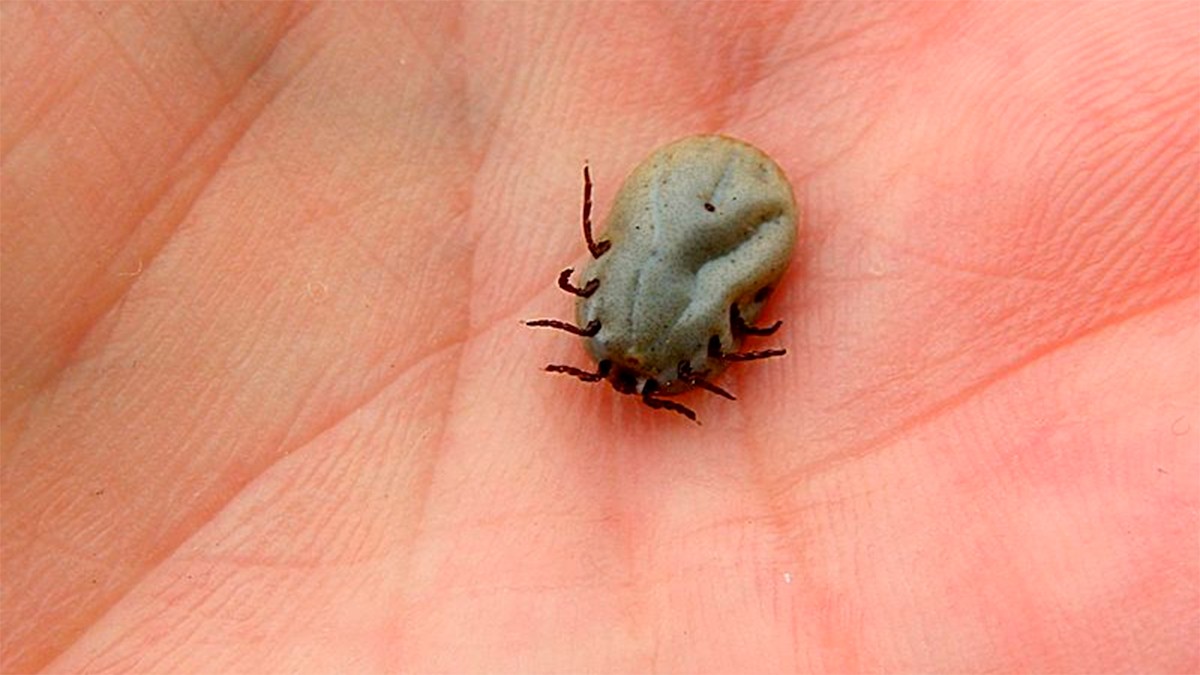 Niño de siete años muere tras ser mordido por una garrapata, aquí el motivo