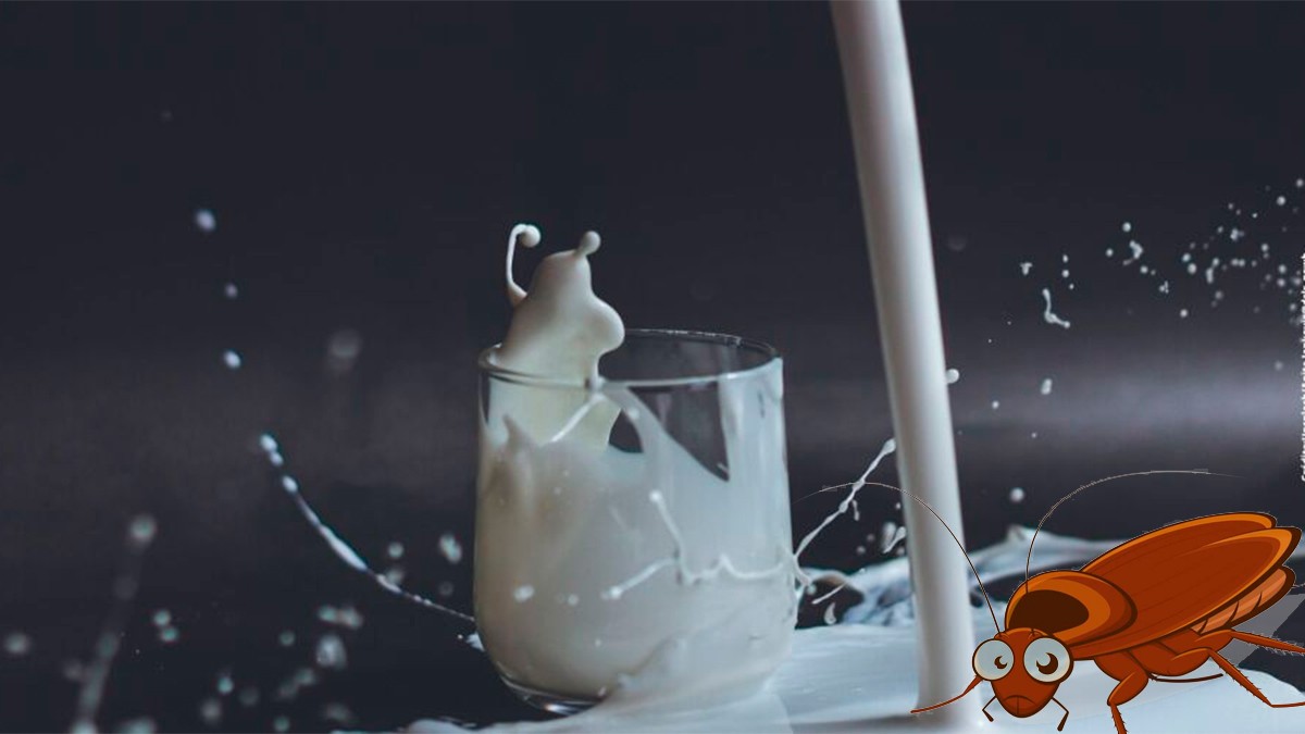 ¿Sabes qué es la leche de cucaracha y por qué es un superalimento?, aquí te lo decimos