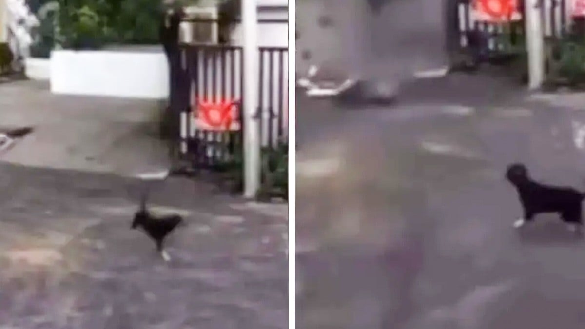 VIDEO Perro corre y ladra desesperado para alertar a su familia sobre derrumbe