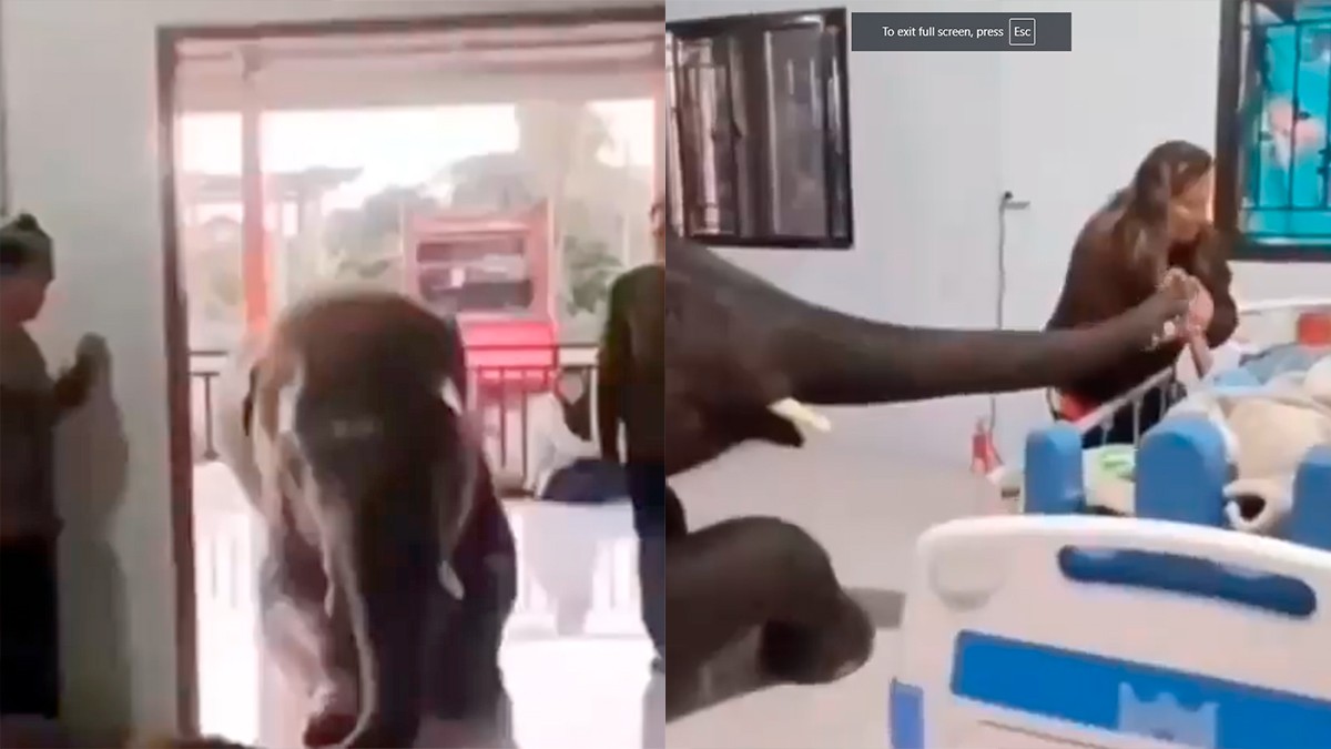 VIDEO Elefante acude hasta un hospital para visitar a su cuidador enfermo