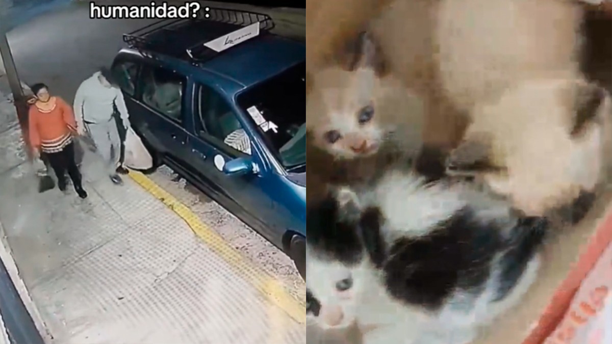 VIDEO Pareja metió a 3 gatitos en una bolsa de plástico y los abandonó debajo de un carro