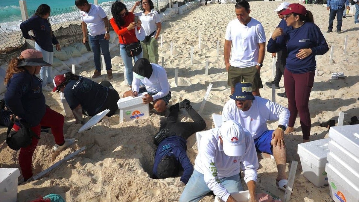 Resguardan huevos de tortuga en Cancún ante 'Beryl'