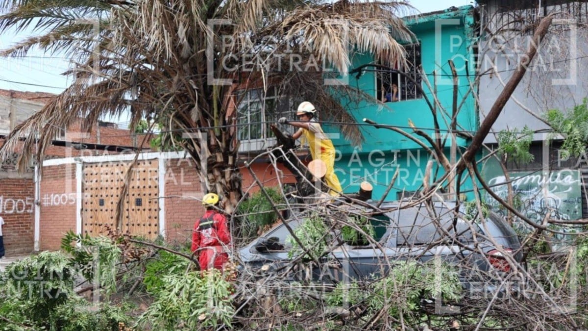 Aguacero causa caos vial y tumba árboles en varios puntos, ¡ten cuidado!