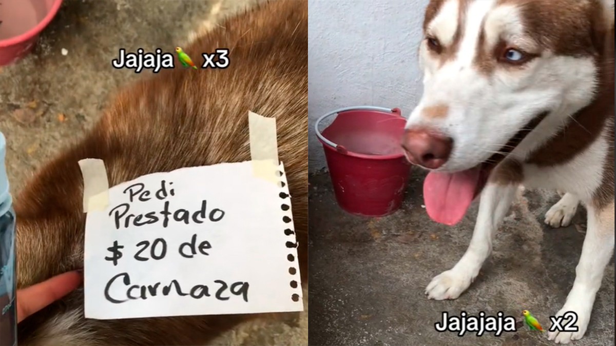 VIDEO Perrito toma ‘prestados’ 20 pesos de carnaza y va a pagar para no caer a ‘buró’