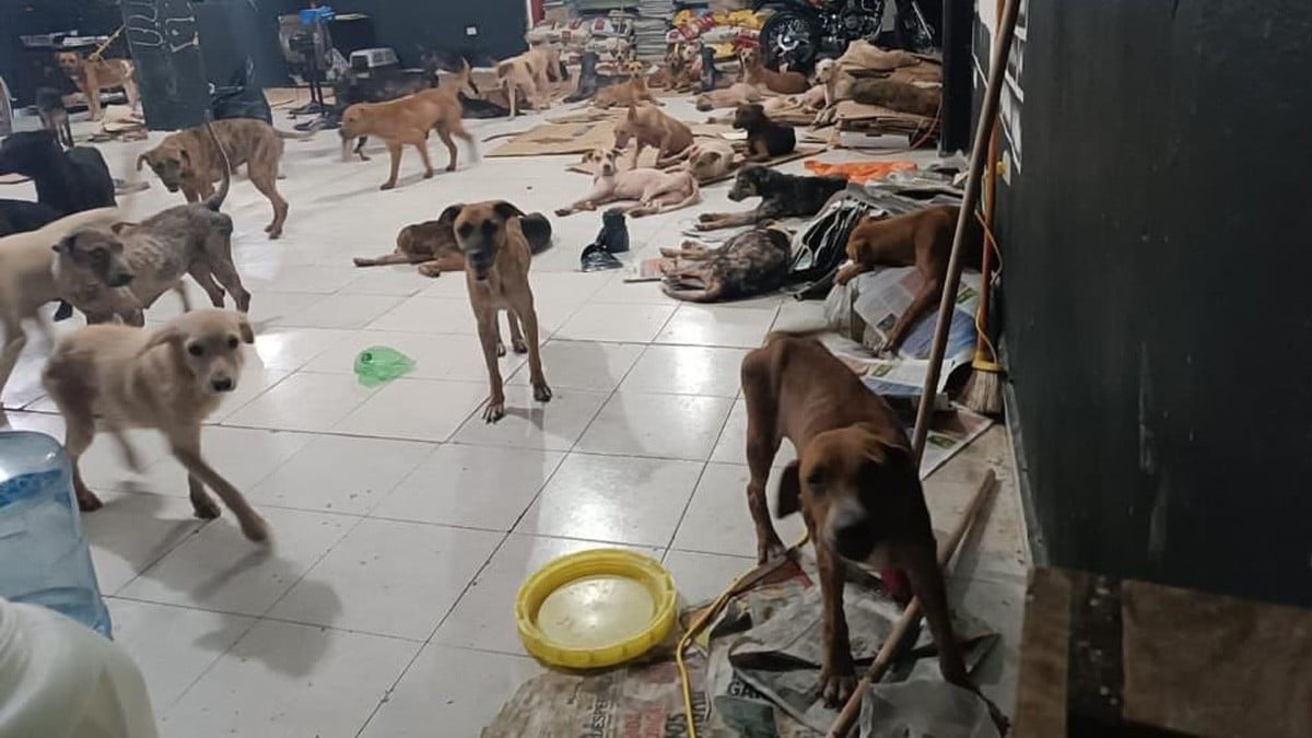 ¡Salvan a los lomitos! Adaptan refugio para proteger perritos callejeros del huracán Beryl