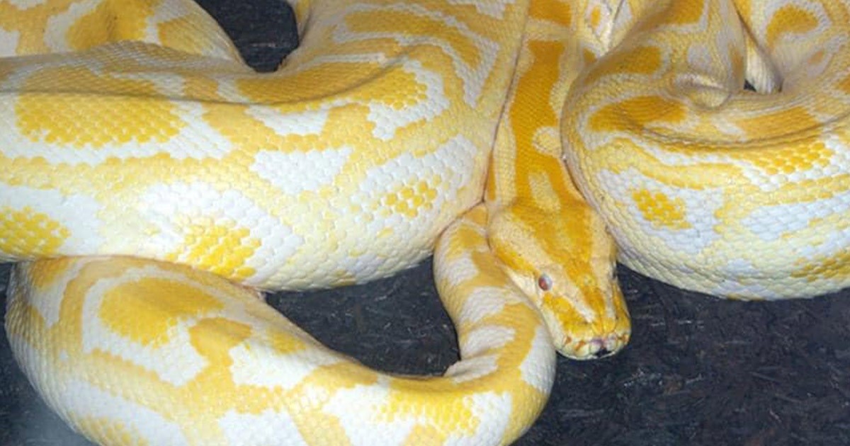 ¡Una boa anda suelta! Atemoriza a vecinos tras escapar de una casa