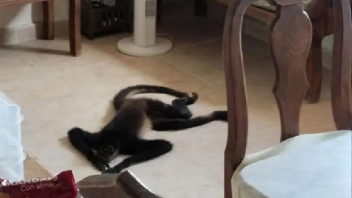 VIDEO Captan a mono araña al entrar a un departamento para refugiarse del huracán 'Beryl'