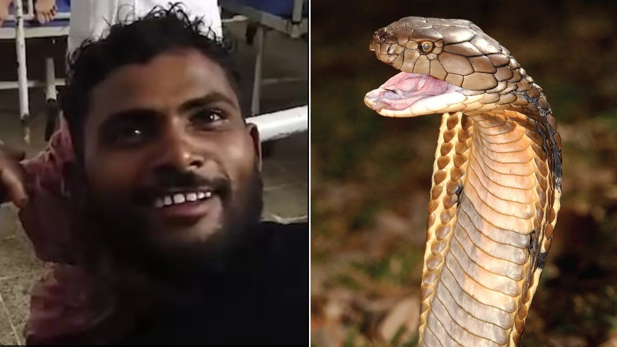 ¡Al tú por tú! Hombre mata a mordidas a serpiente que lo atacó mientras dormía