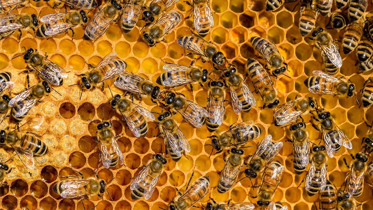 Ataques de abejas atemorizan a varias comunidades; hay un muerto y 17 heridos