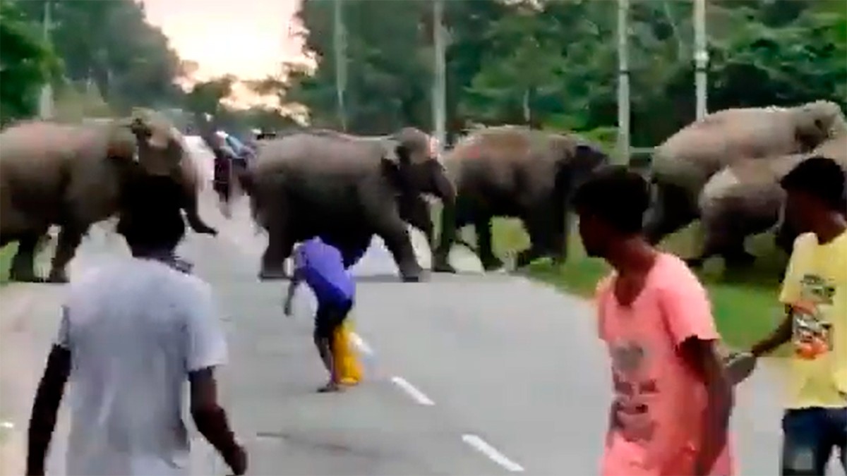 VIDEO Elefante reacciona de esta manera luego de que un joven agrediera a su manada