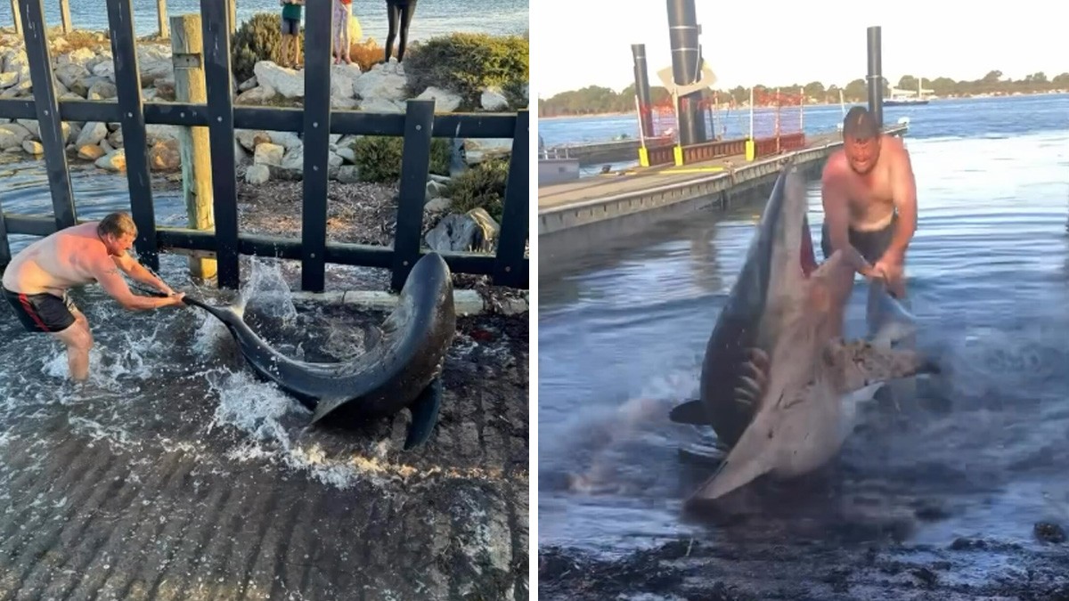 VIDEO Hombre ayuda a tiburón para regresarlo al mar y algo sale muy mal