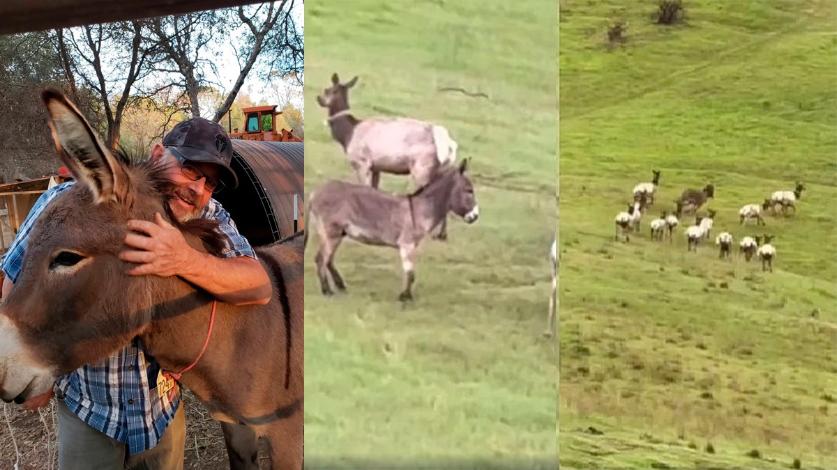 VIDEO Captan a burrito que desapareció hace 5 años y ahora vive con una manada de alces