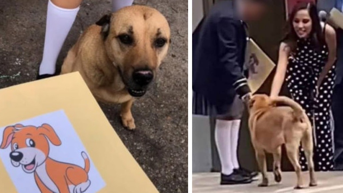 VIDEO Flavio, el perrito que conquistó corazones por 'graduarse' de la primaria